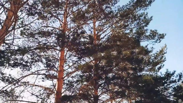 Павлодар. #2022.02.08 #PavlodarRoad #pavlodar ☀☁🌤❄❄❄Этот февральский день. #ДеньФевраль #Февраль смотреть онлайн