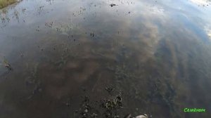 Вечёрка просто очень порадовала. Охота на северную утку на разливах с чучелами. Охота в Сибири 2021