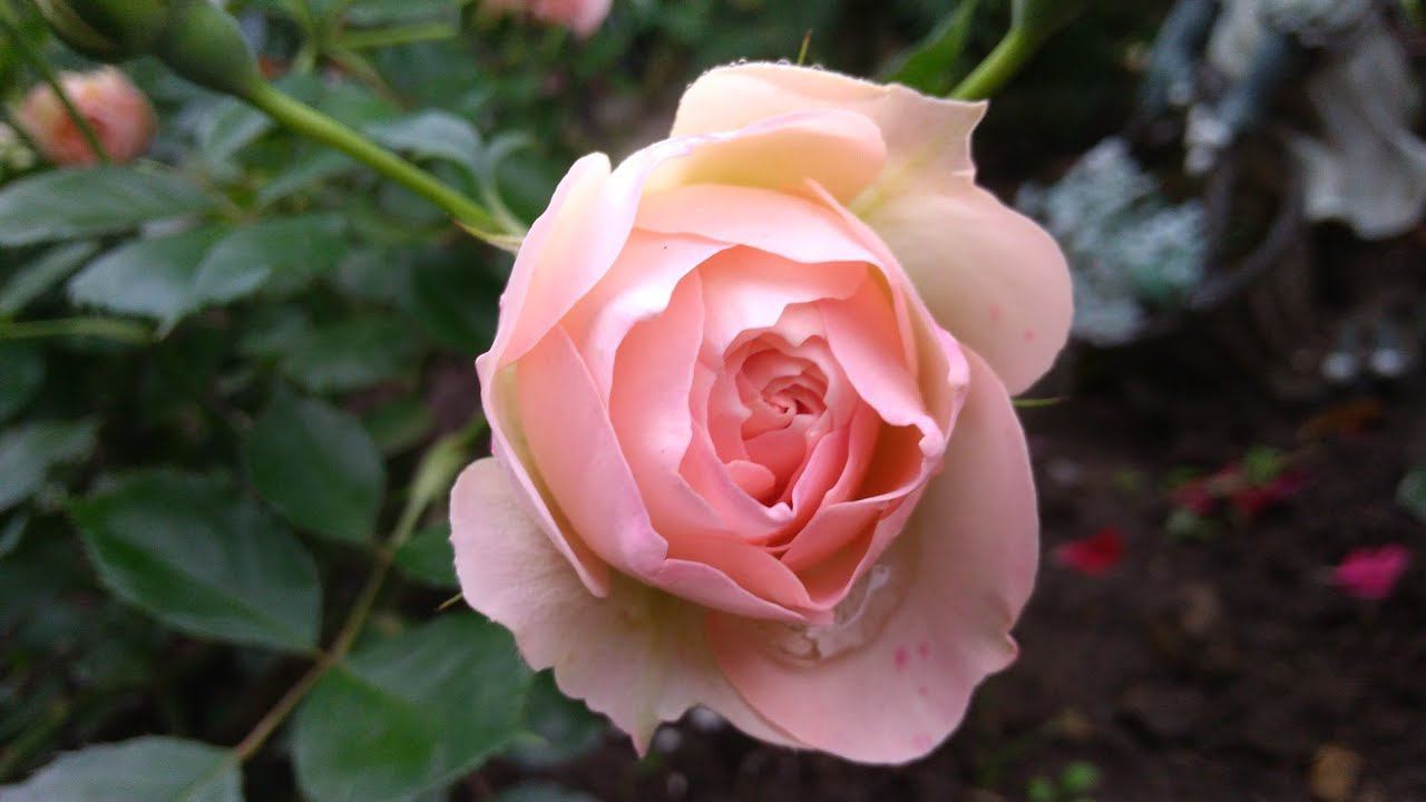 Готовлю розы под укрытие.Пригибаю .Делаю обработку от болезней. смотреть онлайн