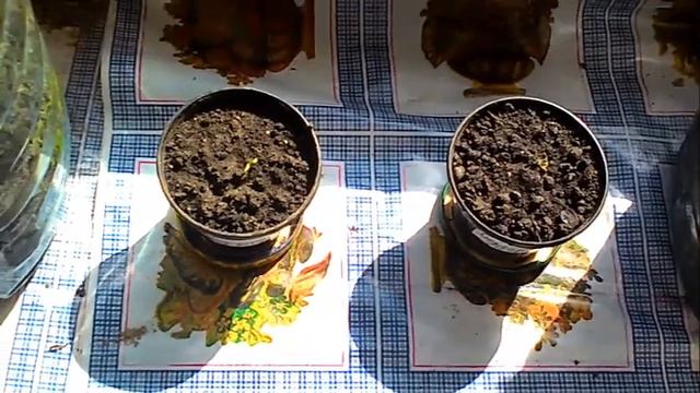 Что делать, если не всходят помидоры? смотреть онлайн