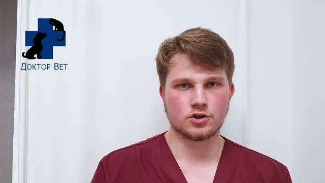 Как делать инъекции животным смотреть онлайн