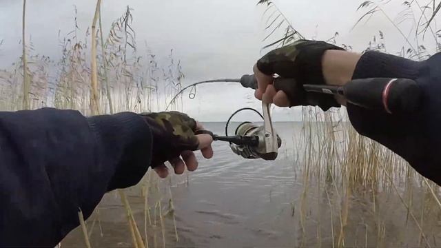 За щукой по камышам. Рыбалка в Ладоге без лодки. смотреть онлайн