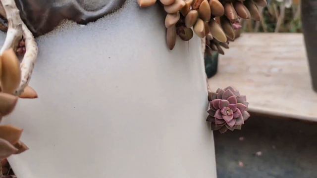 多肉植物资料59-姬胧月 Graptopetalum.paraguayense смотреть онлайн