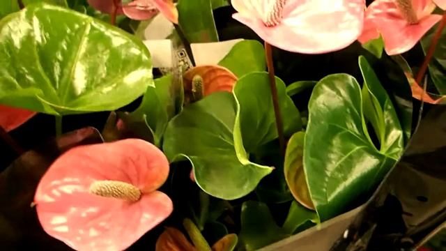 Anthurium Andreanum