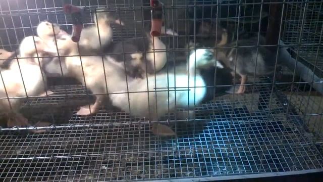 Утята Башкирские 2х недельные смотреть онлайн