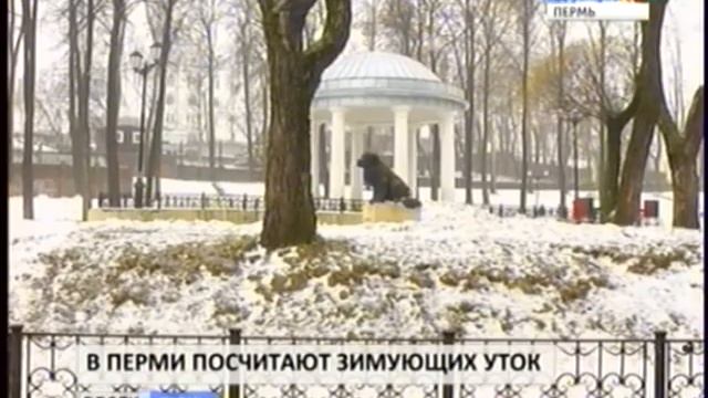 В Перми посчитают зимующих птиц смотреть онлайн