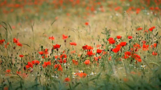 Instrumental Piano ¦ Ambient, Minimalism смотреть онлайн