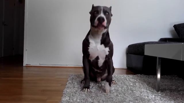 Enzo " American Bully " food in the kitchen is waiting смотреть онлайн