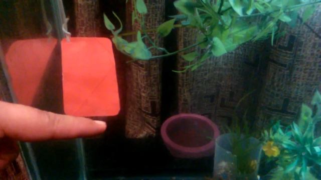 Что нужно для разведения скалярий. смотреть онлайн