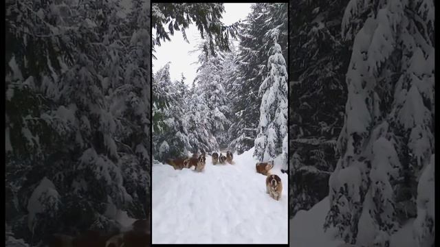 Switzerland Dog breeds | Saint Bernard | सेंट बर्नार्ड डॉग | Nature video | #short смотреть онлайн