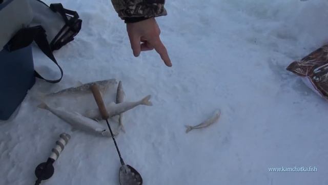 Рыбалка на Камчатке. Корюшка. смотреть онлайн