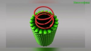 Кто такие ВИРУСЫ? Строение и разнообразие. Биософия вирусов