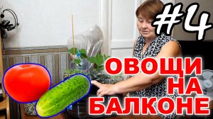 Выращиваем овощи огурцы и помидоры на балконе. Эксперимент - #4