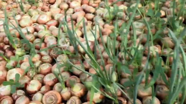 выгонка Лука на перо за 15-30 дней ч2 смотреть онлайн