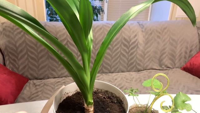 С помощью этой специи зацветет любой цветок!!! Проверено!!! смотреть онлайн