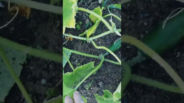 #shorts Прячем Урожай в траве #дача смотреть онлайн