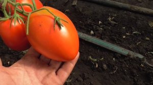 ТОМАТ СИБИРСКИЙ ИЗОБИЛЬНЫЙ. ОБЗОР. Ольга Чернова.