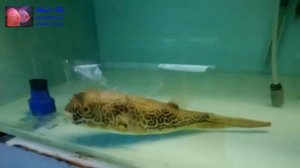 Тетрадон Мбу (tetraodon mbu, giant puffer)