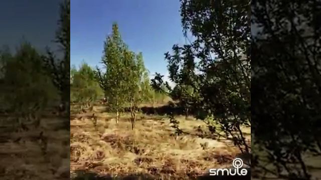Я в весеннем лесу #Пенза #май2018 смотреть онлайн