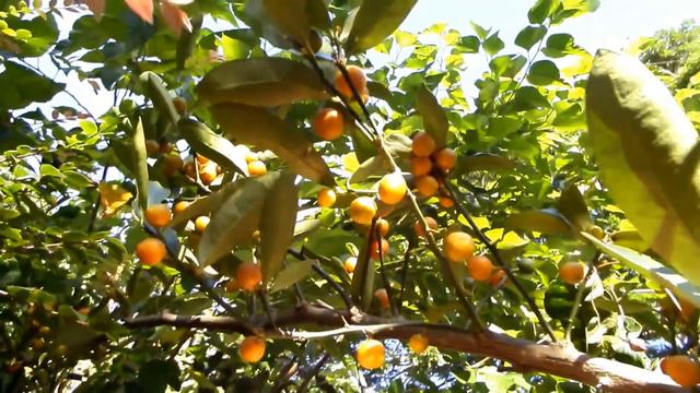 Kumquat Fortunella Hindsii - fruit tree and bonsai смотреть онлайн