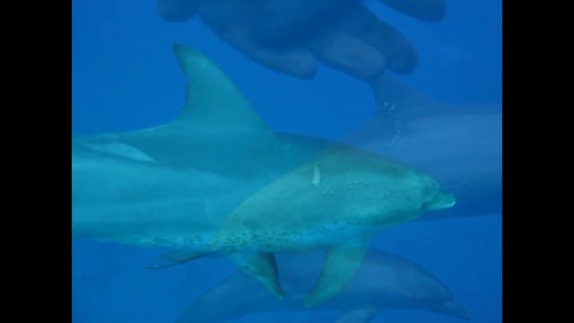 Dolphins in the Red Sea youtube смотреть онлайн