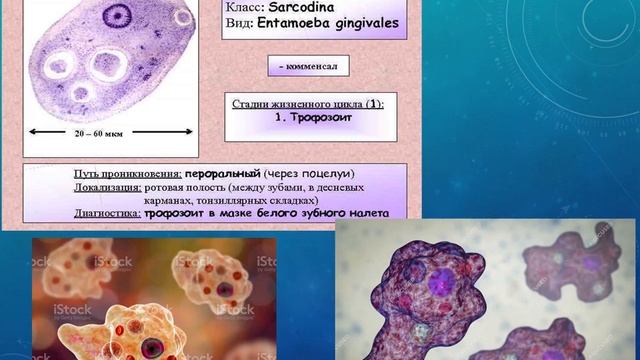 Тип простейшие смотреть онлайн