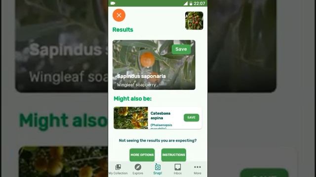 How to identify Wingleaf soapberry Sapindus saponaria with Plantsnap смотреть онлайн