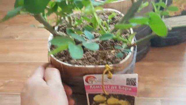 Саженцы роз . Посадка во временную тару! смотреть онлайн