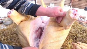 Профессиональная разделка туши свиньи