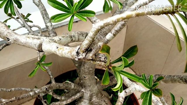 Just Look my beautiful Adenium Plant || Desert Rose plant Care || My Adenium / Desert Rose view || смотреть онлайн