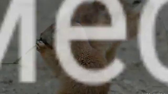 ТОП 10 САМЫХ МИЛЫХ ЖИВОТНЫХ МИРА :D смотреть онлайн