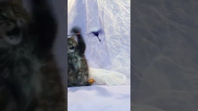 Кошечка мейн кун Гинура Шереми 2,5 мес смотреть онлайн