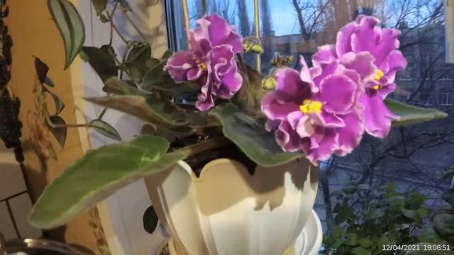 Поливаем правильно комнатные цветы смотреть онлайн