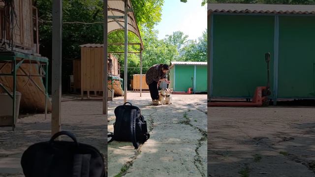 Дрессировка двух корги