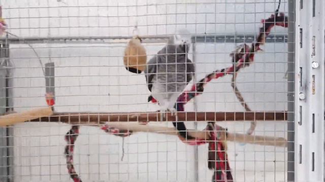 Попугай Жако Знакомства с Ютубом. Treffen Sie youtube Graupapagei. смотреть онлайн