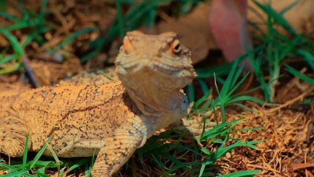 АГАМА ГАРДУН ( СТЕЛЛИОН ). Израиль. смотреть онлайн