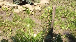 ХВОЙНЫЕ В САДУ. Исправляю лидирующий побег у пихты Молли.