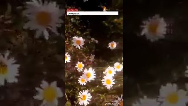 Розы пионы ромашки пивныкы та другие мои цвиты тур по цвитам смотреть онлайн