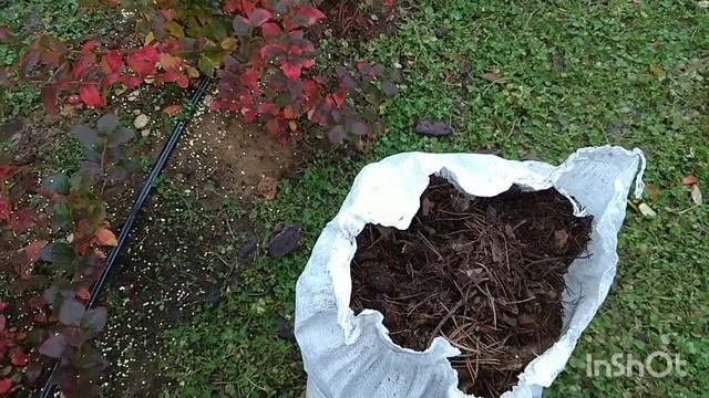 Уход За Голубикой Осень. Внесение Серы. смотреть онлайн