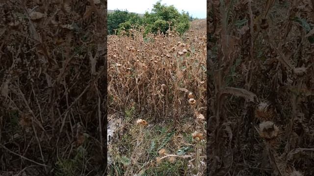 Сонник. Засохшая трава во снах.mp4 смотреть онлайн