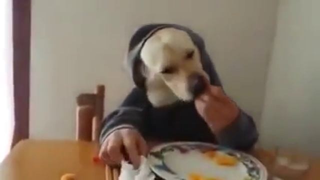 СОБАКА ЗАВТРАКАЕТ !!!!!СМОТРЕТЬ ВСЕМ СМЕШНОЕ УБОЙНОЕ смотреть онлайн