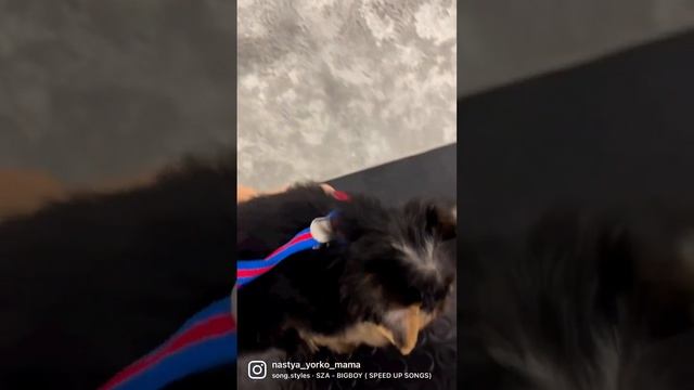 Первый груминг щенка Йорка #йоркширскийтерьер #йорк #yorkie #yorkshire #щенок #щенкийорка #собаки смотреть онлайн