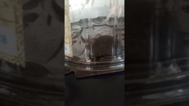 Я поймал крысу кушал тортык