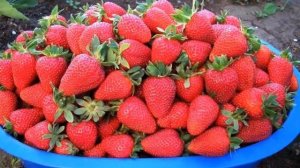 ?ТОП 5 ремонтантной клубники | Клубника всё лето