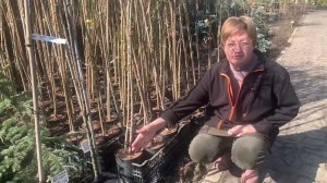 Обзор лиственниц на штамбе