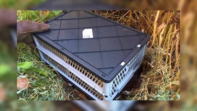 Уникальный способ выращивания томатов без рассады. Сеем томаты под зиму без заморочек. Дачные совет смотреть онлайн