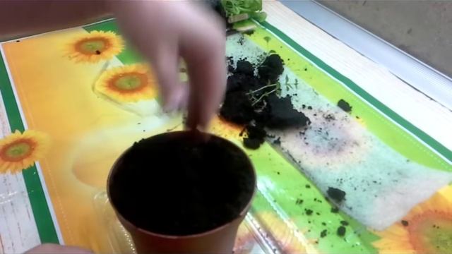СТЕВИЯ ЗАМЕНИТЕЛЬ САХАРА! Как вырастить стевию из семян? Как выращивать стевию в домашних условиях? смотреть онлайн