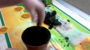 СТЕВИЯ ЗАМЕНИТЕЛЬ САХАРА! Как вырастить стевию из семян? Как выращивать стевию в домашних условиях?