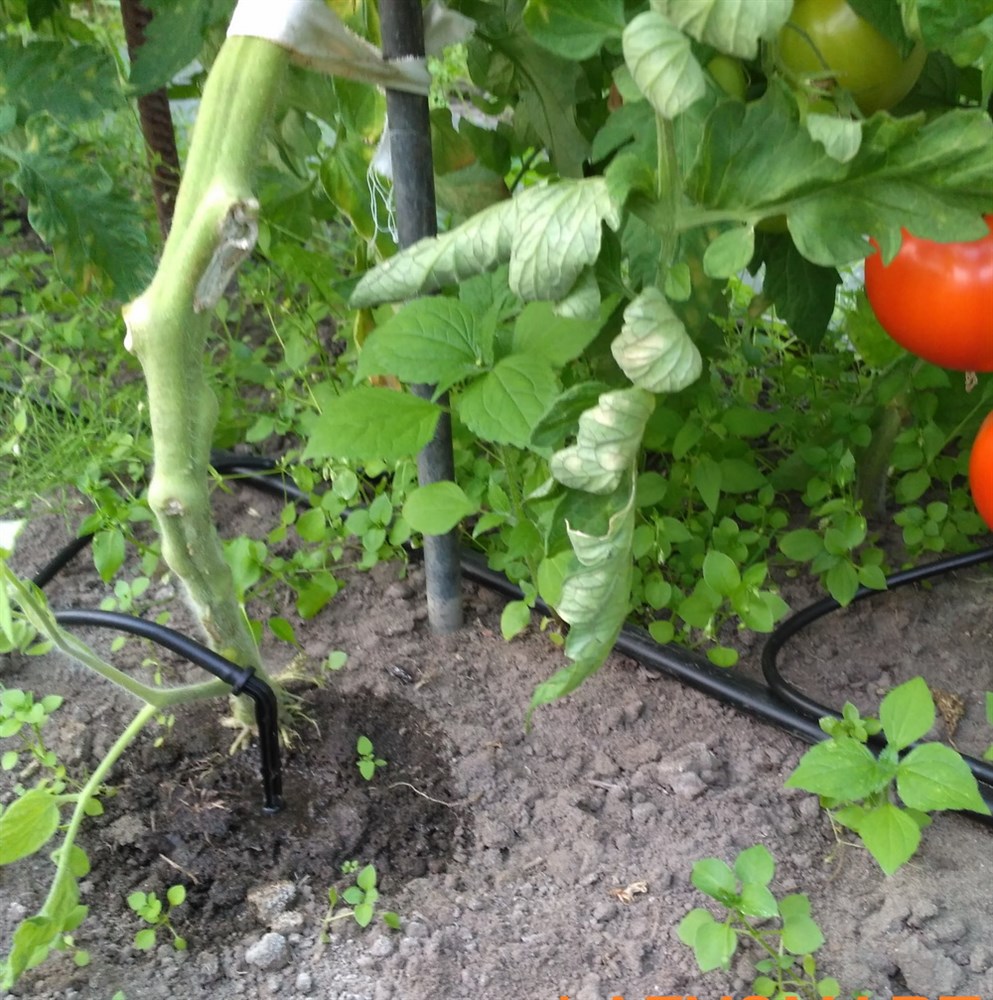 Капельный полив.AVI смотреть онлайн