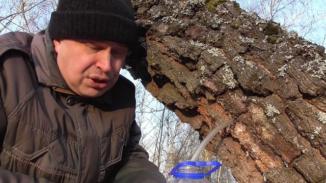 Человек в лесу собирает березовый сок смотреть онлайн